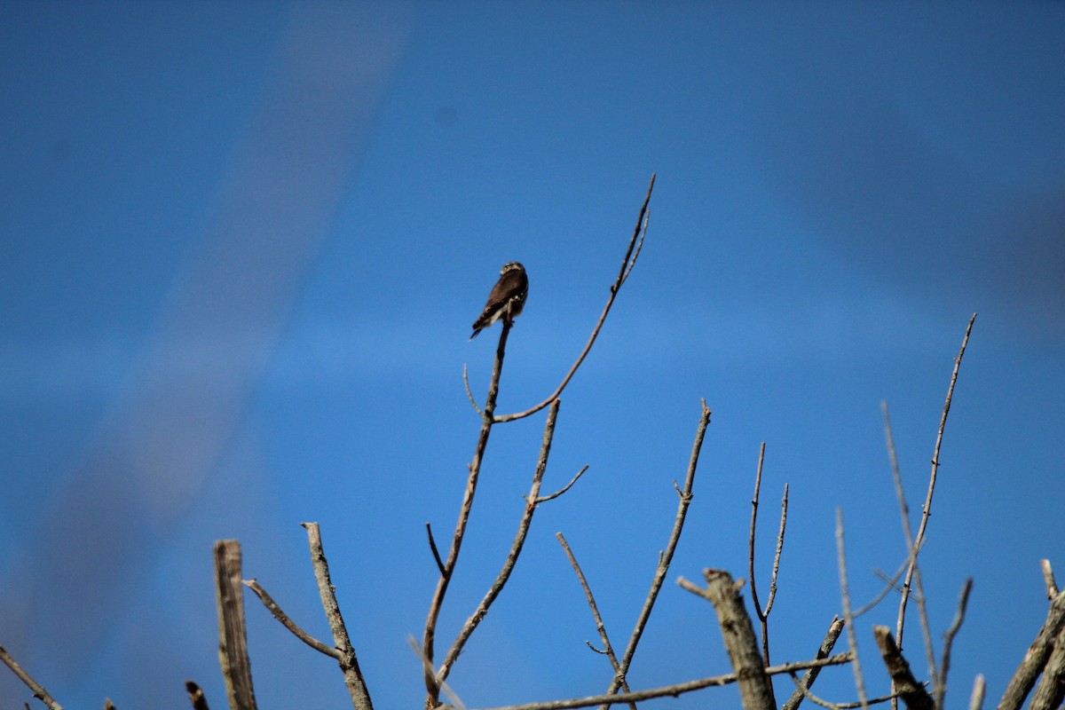 Підсоколик малий - ML647056663