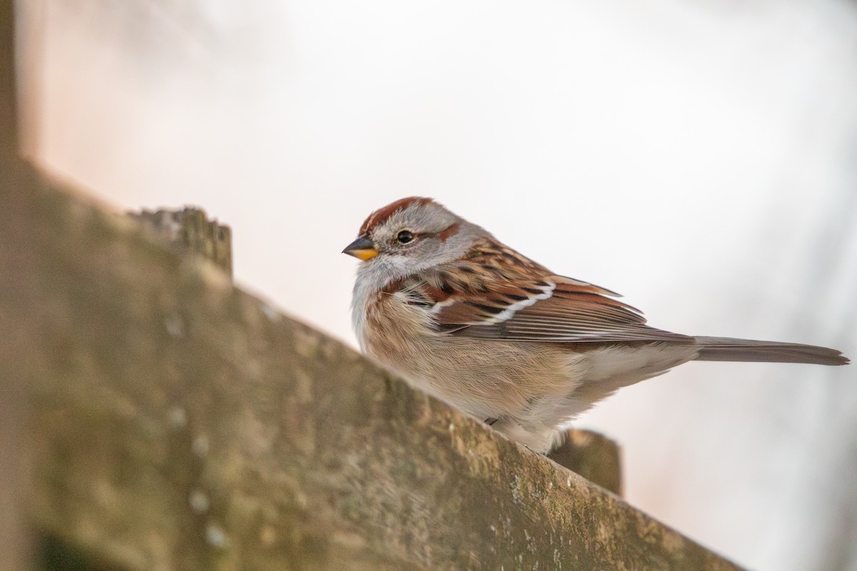 ムナフヒメドリ - ML647056664