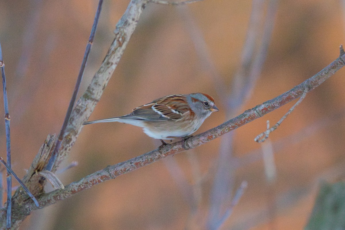 ムナフヒメドリ - ML647056667