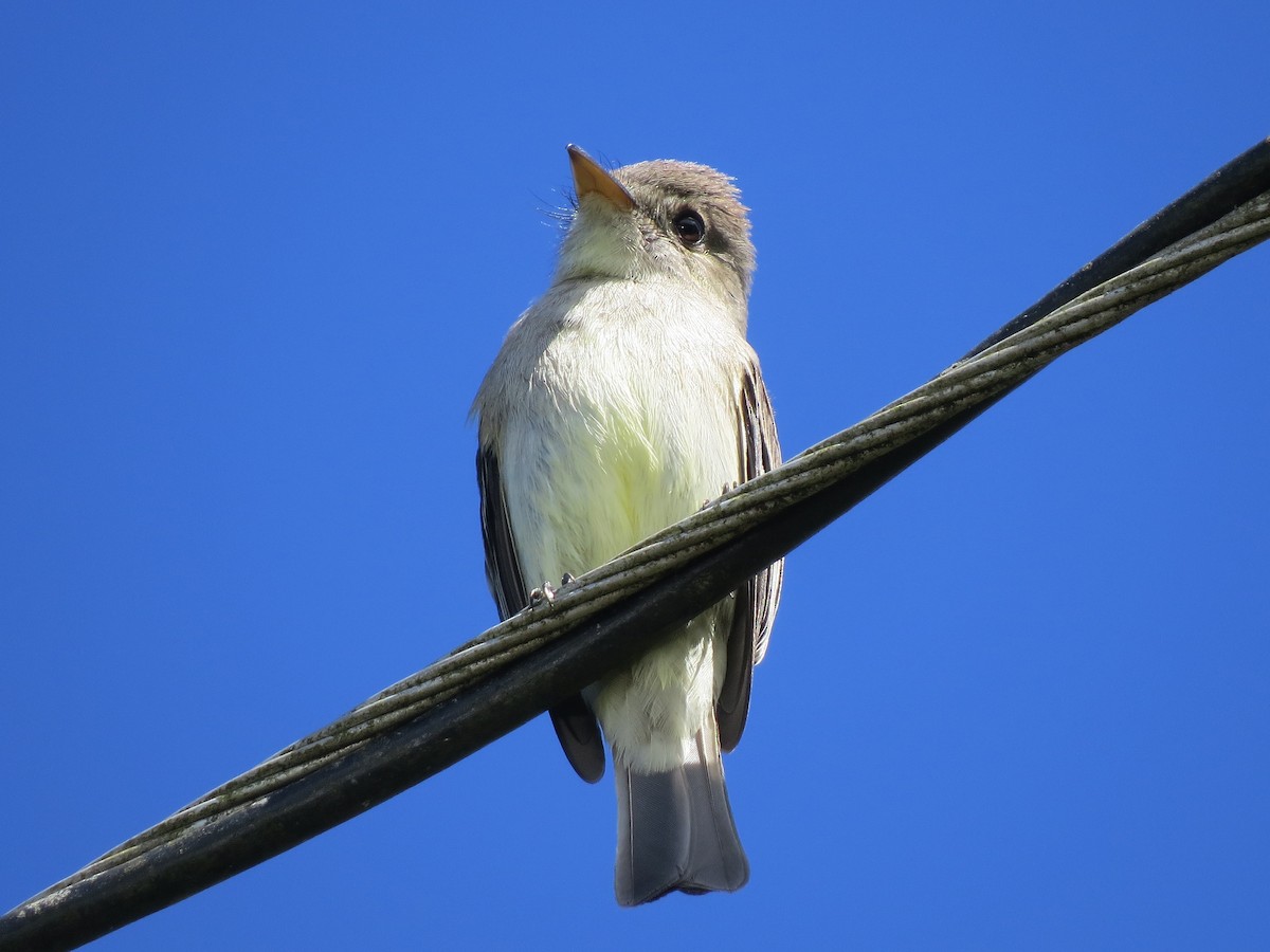 Northern Tropical Pewee - ML647056668
