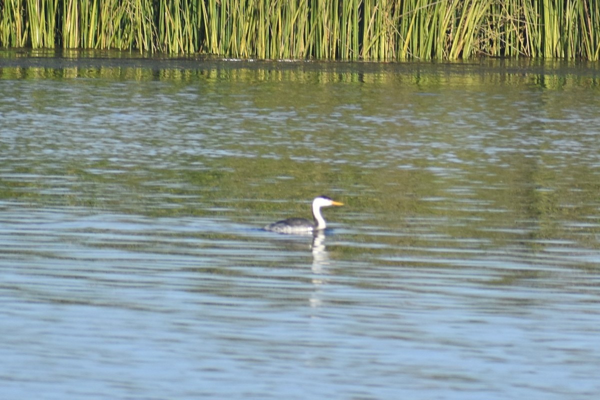 Clark's Grebe - ML647056672