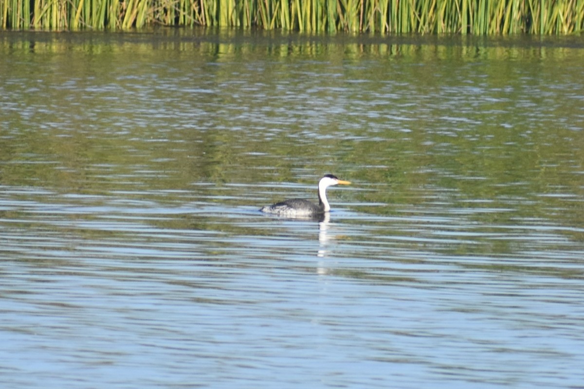 Clark's Grebe - ML647056673