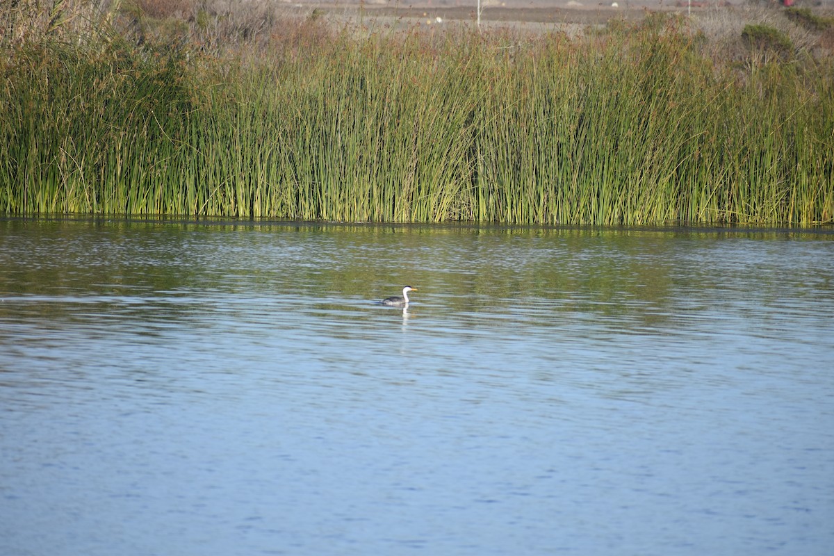 Clark's Grebe - ML647056674