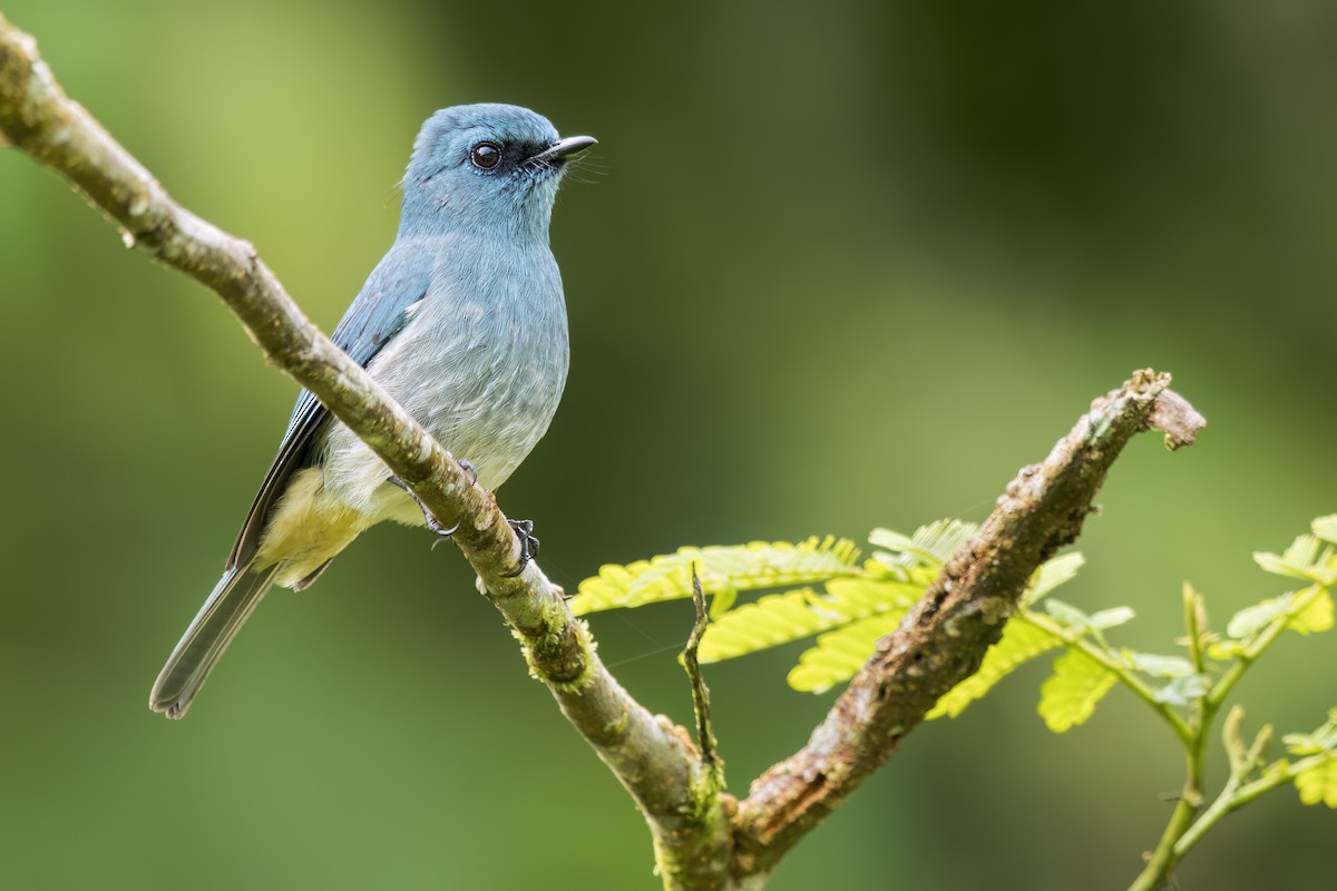 Turquoise Flycatcher - ML647056677