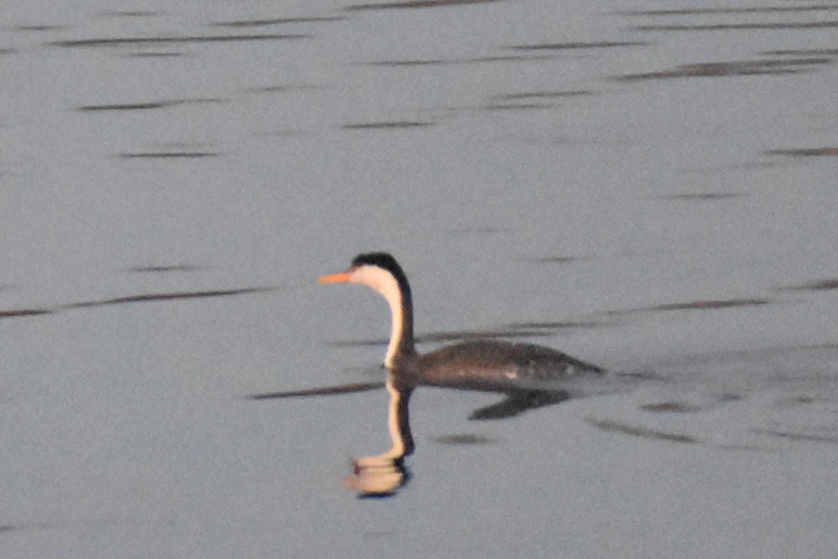 Clark's Grebe - ML647056679