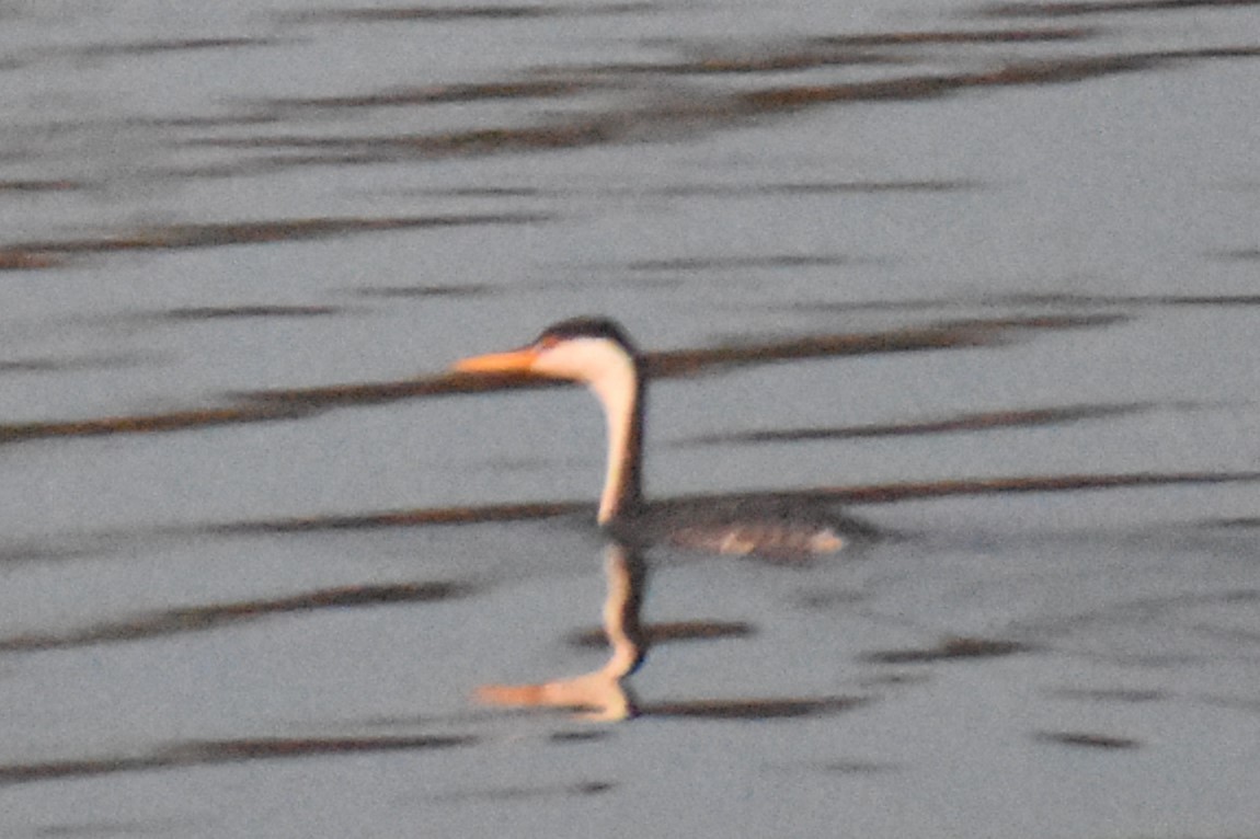 Clark's Grebe - ML647056687
