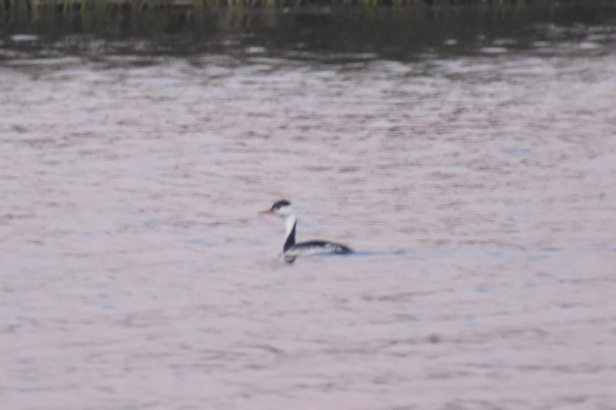 Clark's Grebe - ML647056690