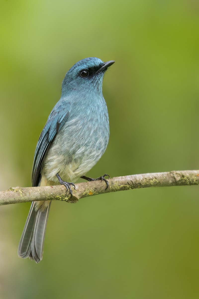 Turquoise Flycatcher - ML647056691