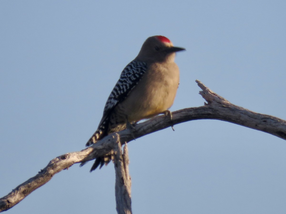 Gila Woodpecker - ML647056693