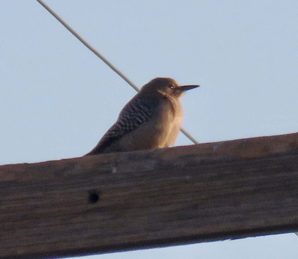 Gila Woodpecker - ML647056694