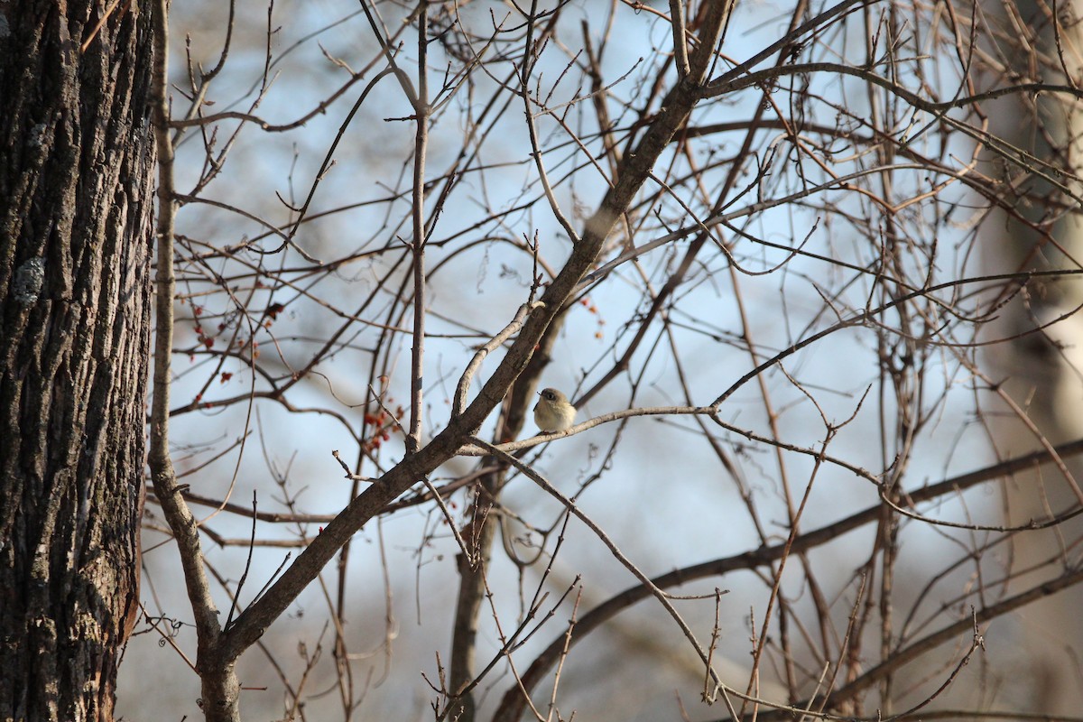 Ruby-crowned Kinglet - ML647056695