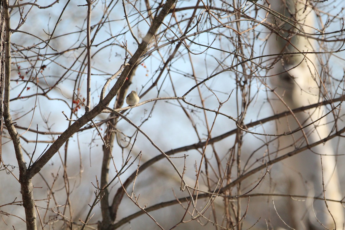 Ruby-crowned Kinglet - ML647056696