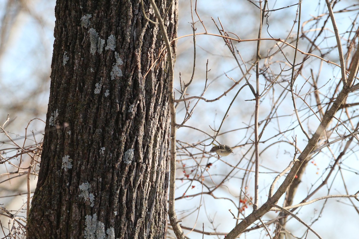 Ruby-crowned Kinglet - ML647056697