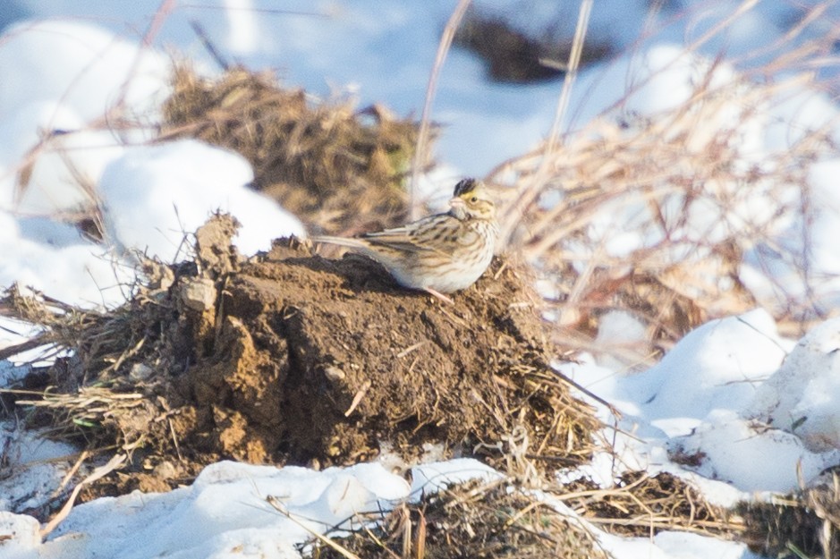 Пасовник савановий - ML647056701