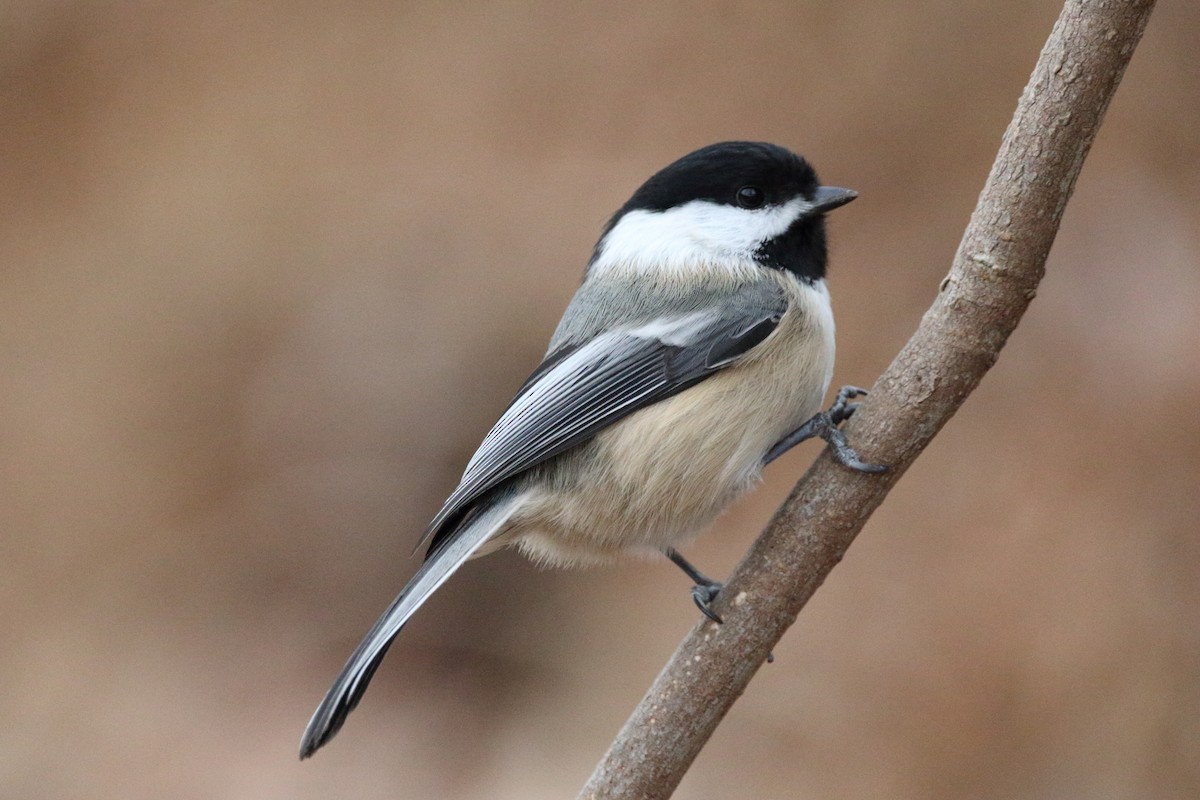 Black-capped Chickadee - ML647056704