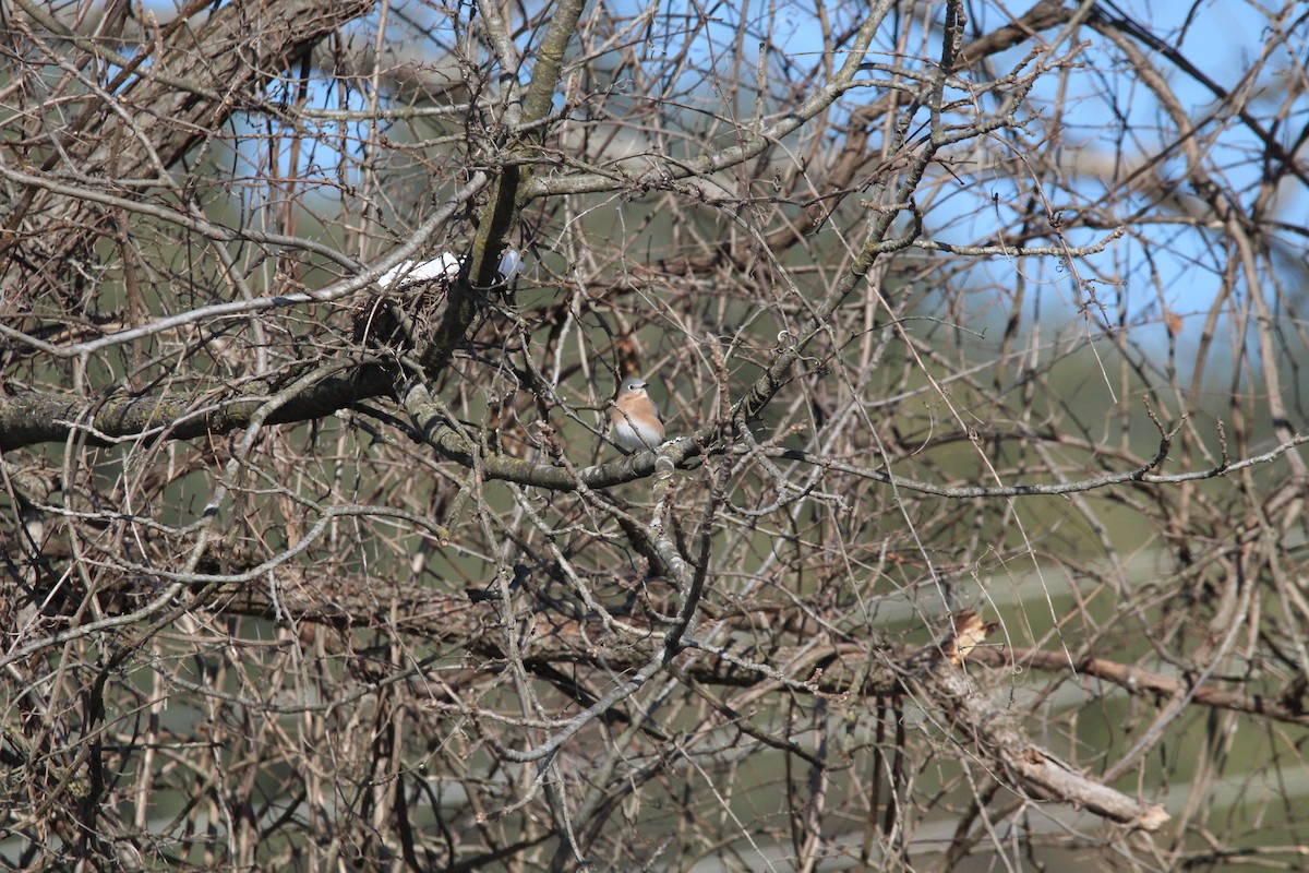 Блакитник східний - ML647056705