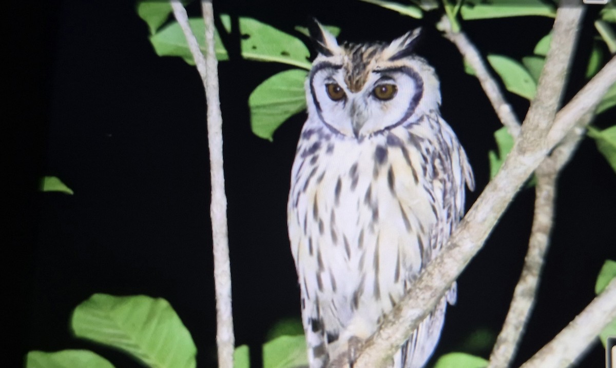 kalous proužkovaný - ML647056712