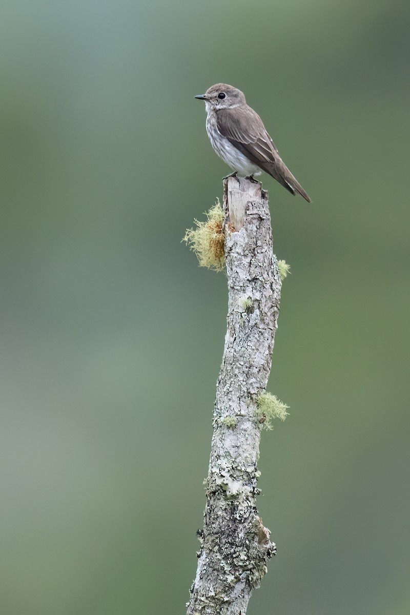Gray-streaked Flycatcher - ML647056720