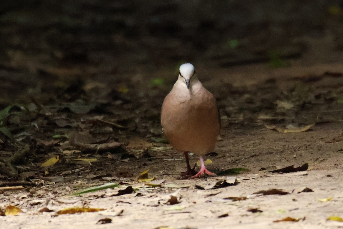 Gray-fronted Dove - ML647056727