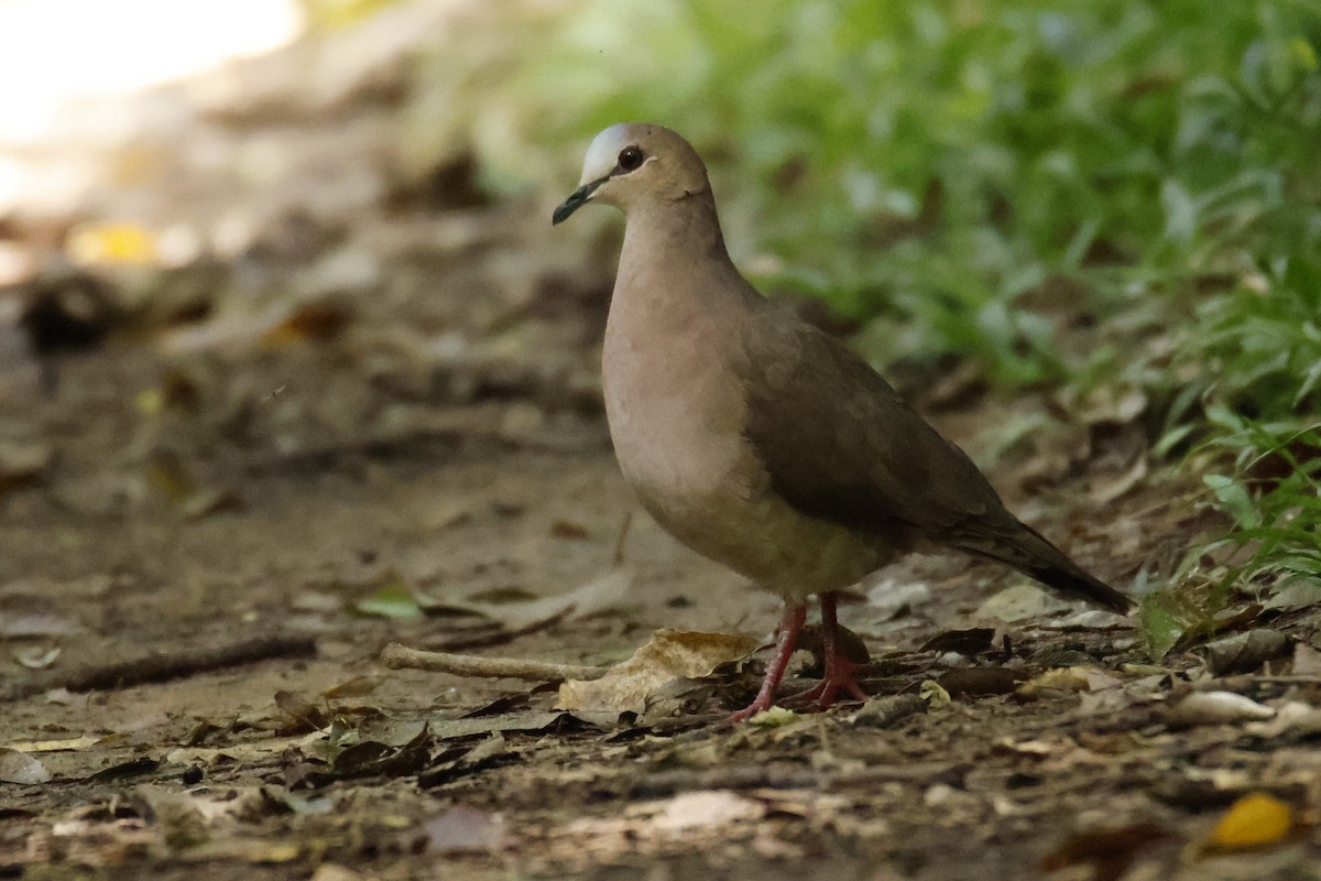 Gray-fronted Dove - ML647056728