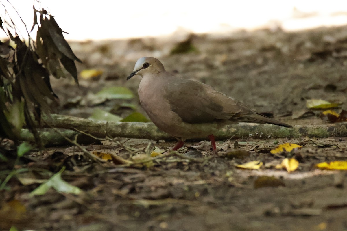 Gray-fronted Dove - ML647056729