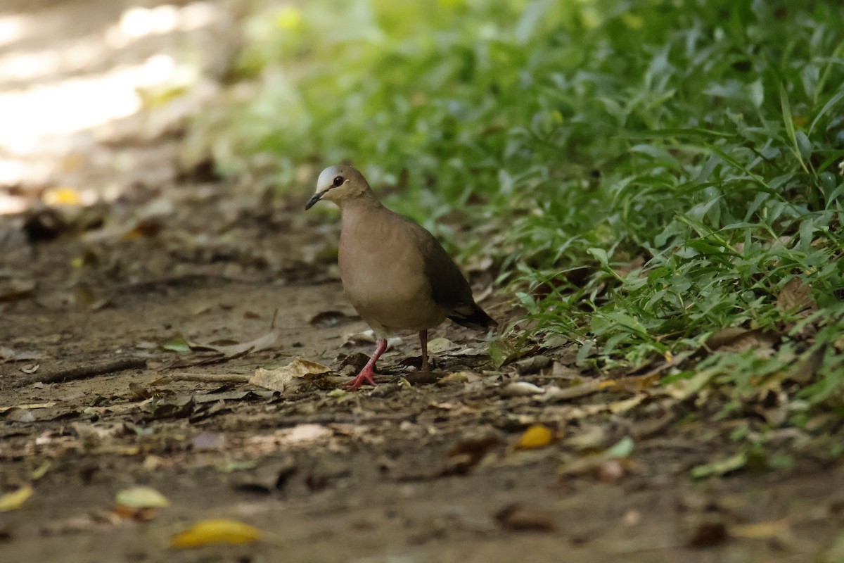 Gray-fronted Dove - ML647056730