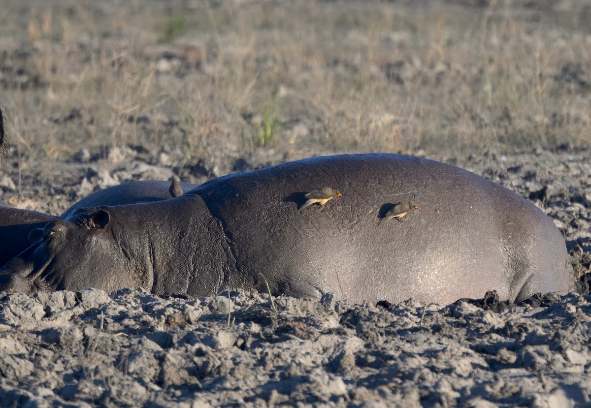 Picabueyes Piquigualdo - ML647056737