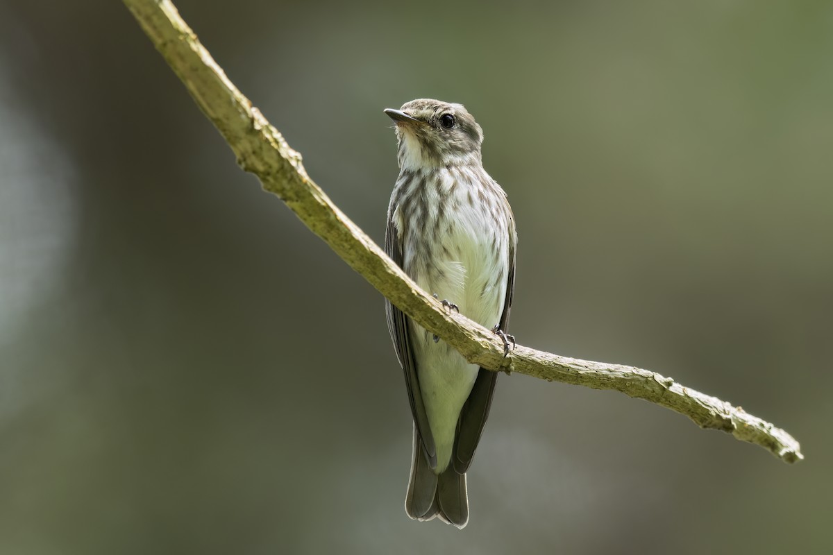 Gray-streaked Flycatcher - ML647056746