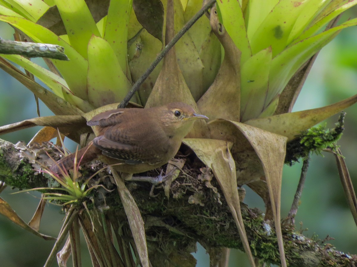 Southern House Wren - ML647056751