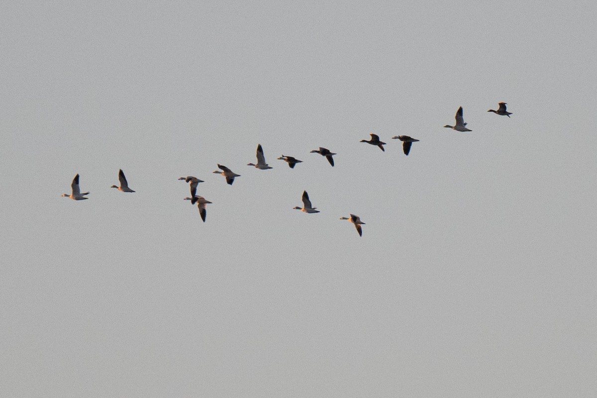 Kar Kazı - ML647056752