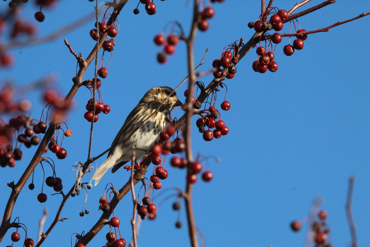 Roselin pourpré - ML647056755