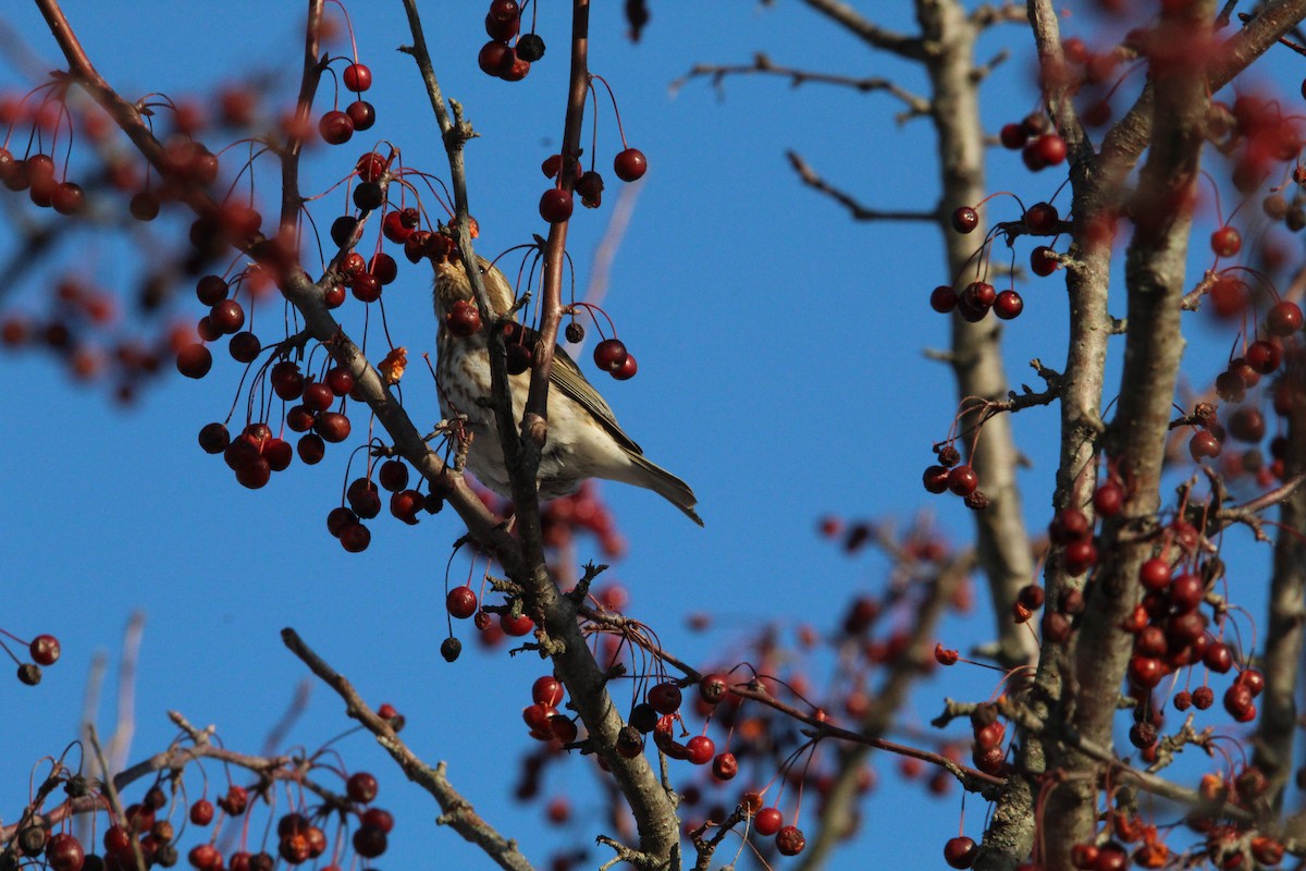 Roselin pourpré - ML647056757