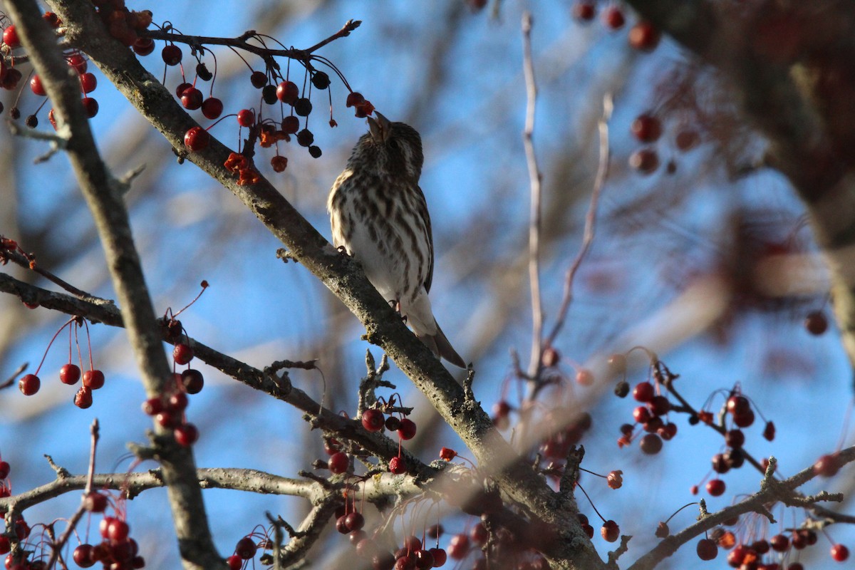 Roselin pourpré - ML647056759