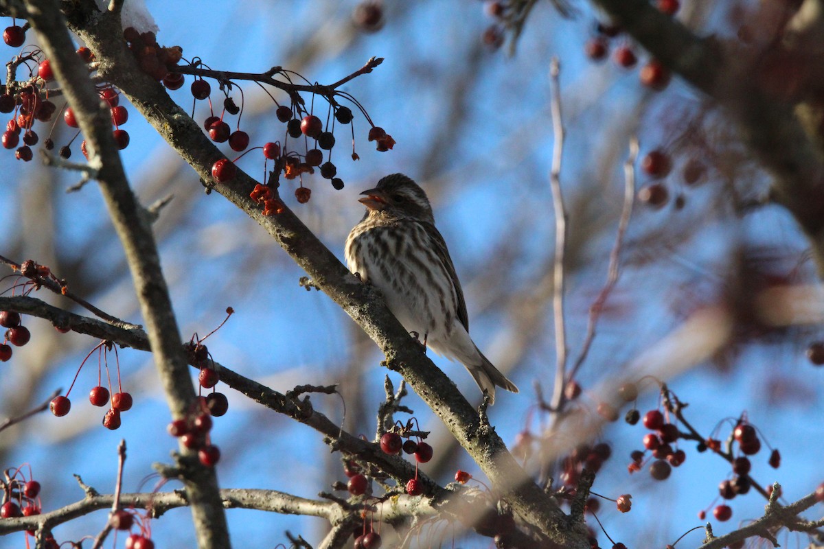 Roselin pourpré - ML647056761
