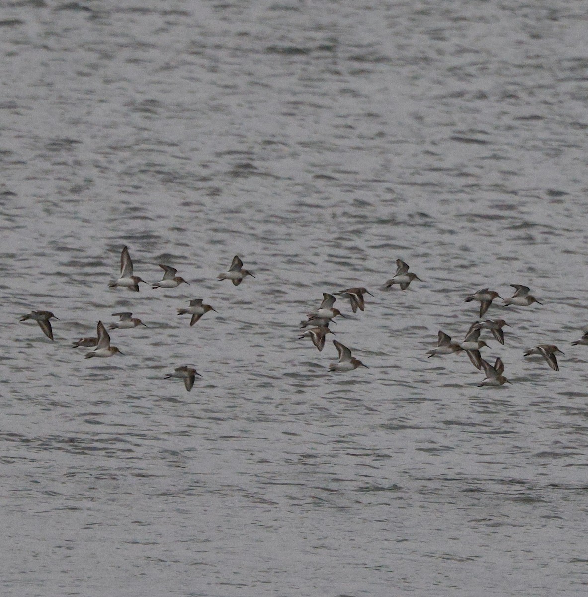 Побережник чорногрудий - ML647056762