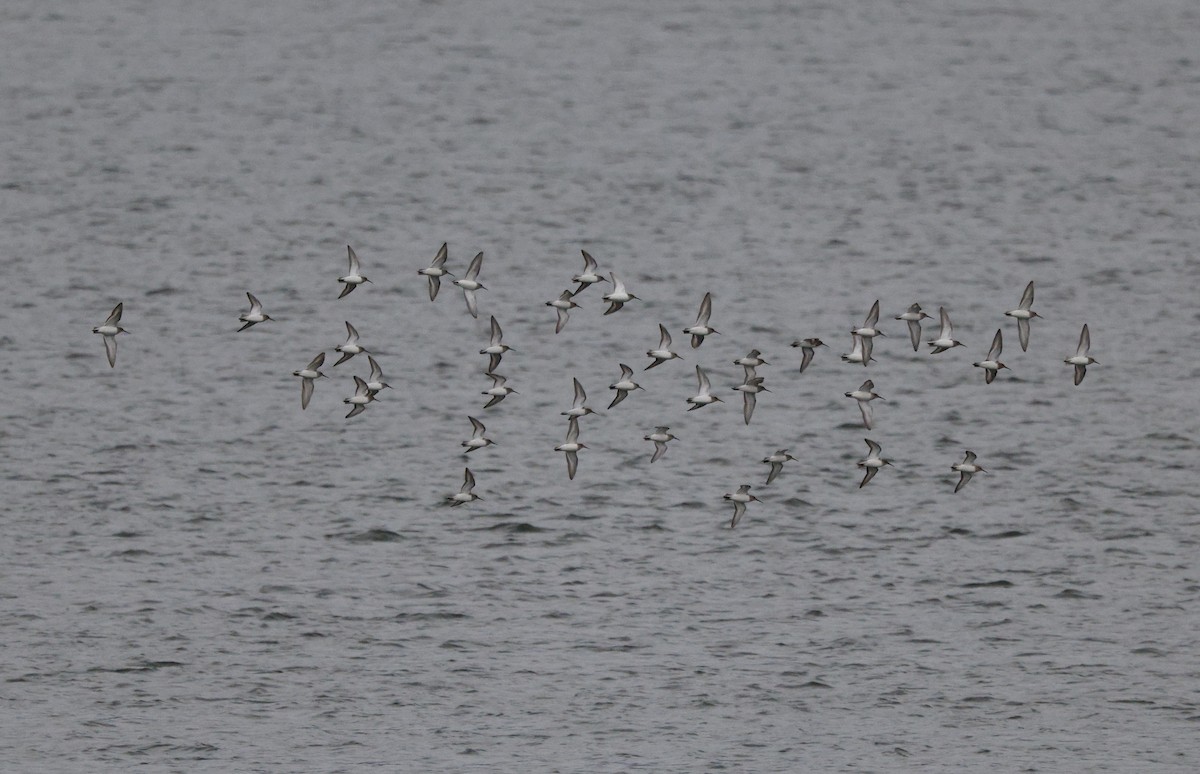 Побережник чорногрудий - ML647056763