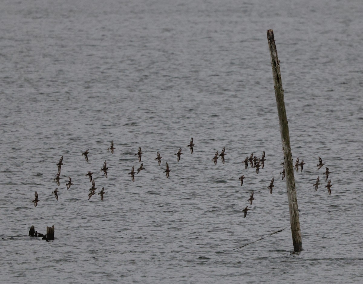 Побережник чорногрудий - ML647056764