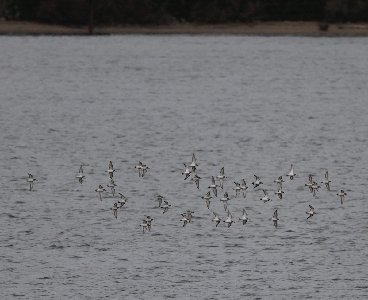 Побережник чорногрудий - ML647056765