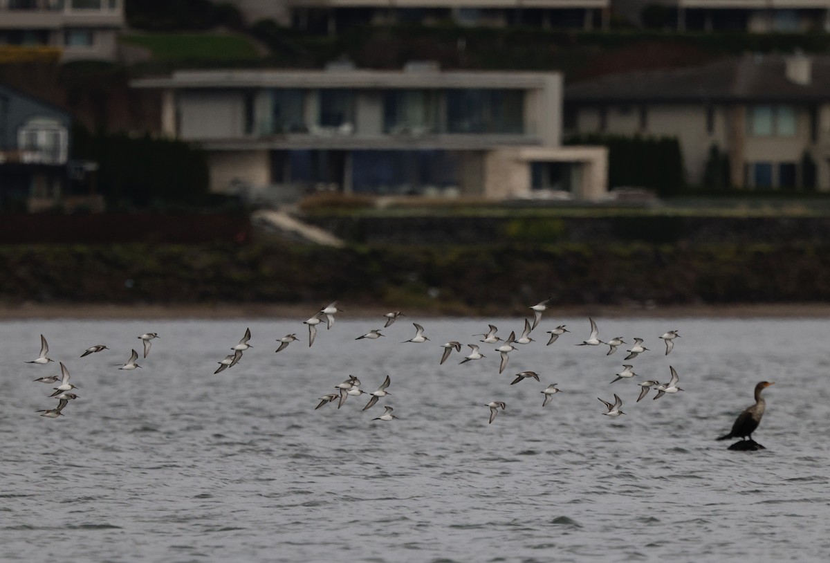 Побережник чорногрудий - ML647056768