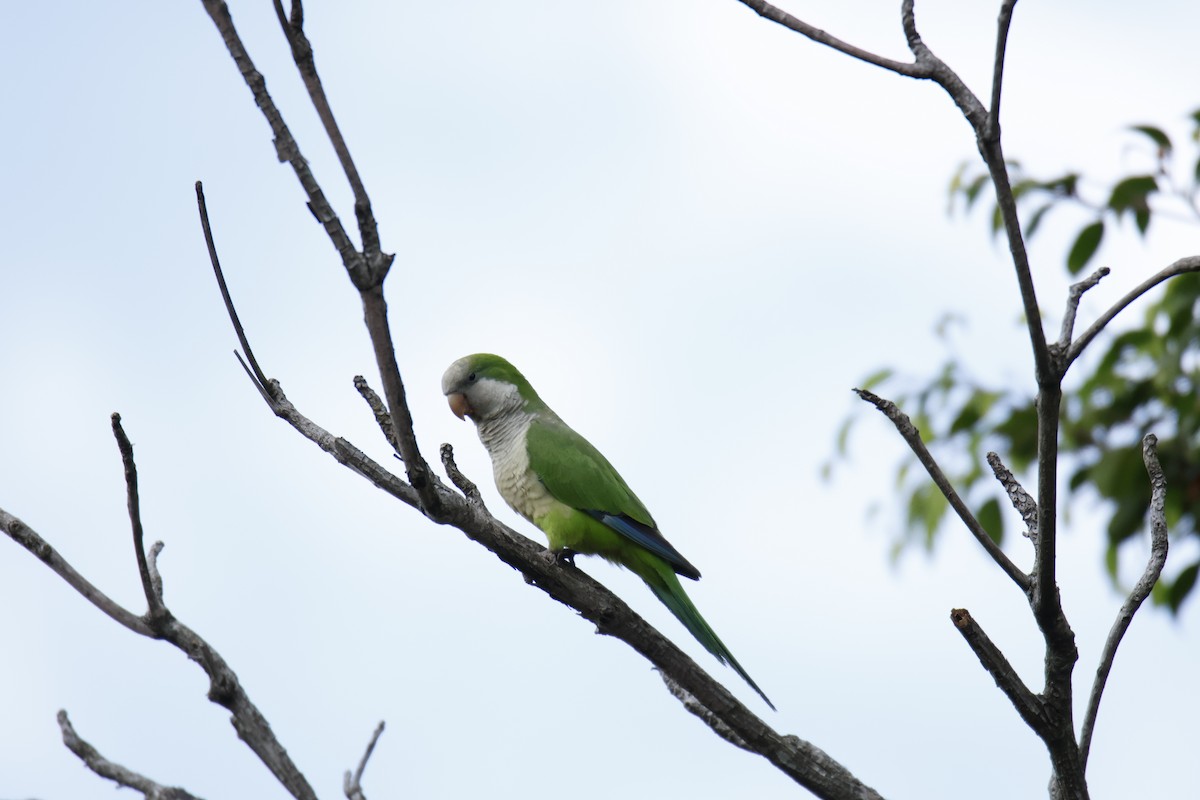 Калита сіроволий - ML647056771