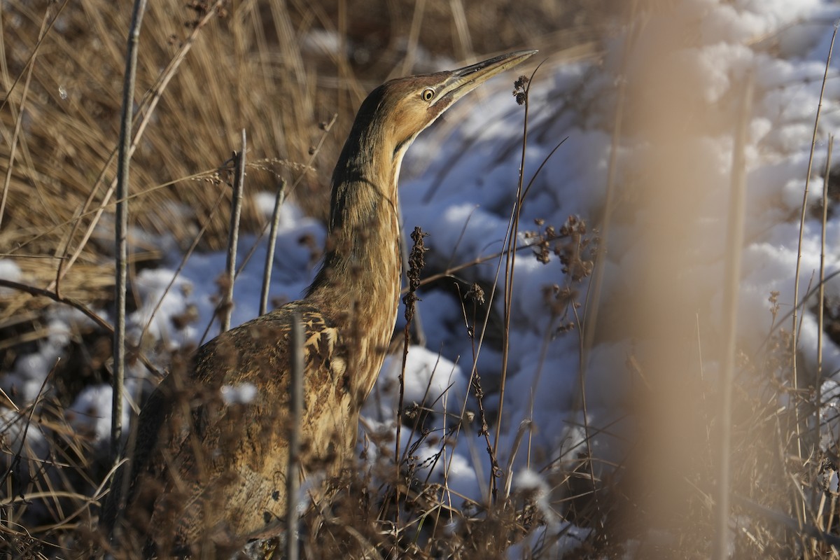 Amerika Balabanı - ML647056774
