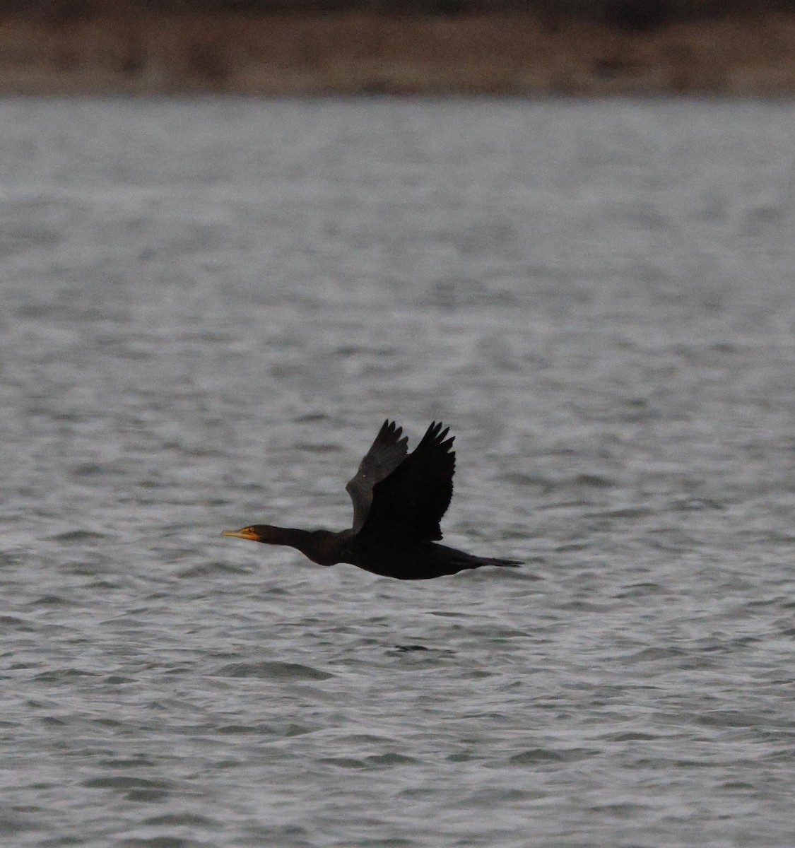 kormorán ušatý - ML647056776