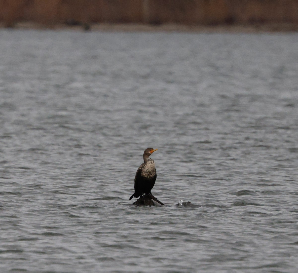 kormorán ušatý - ML647056777