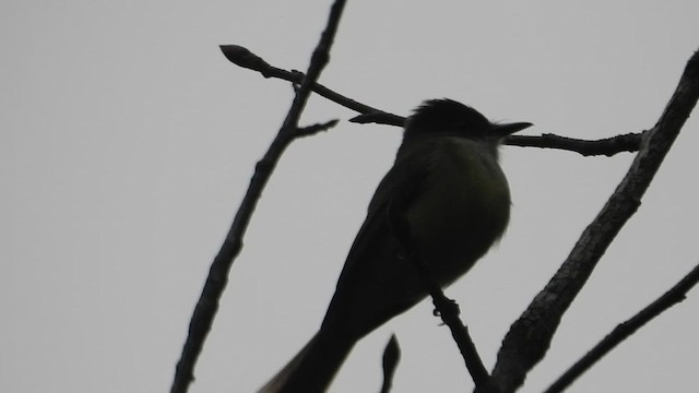 Dusky-capped Flycatcher - ML647056778