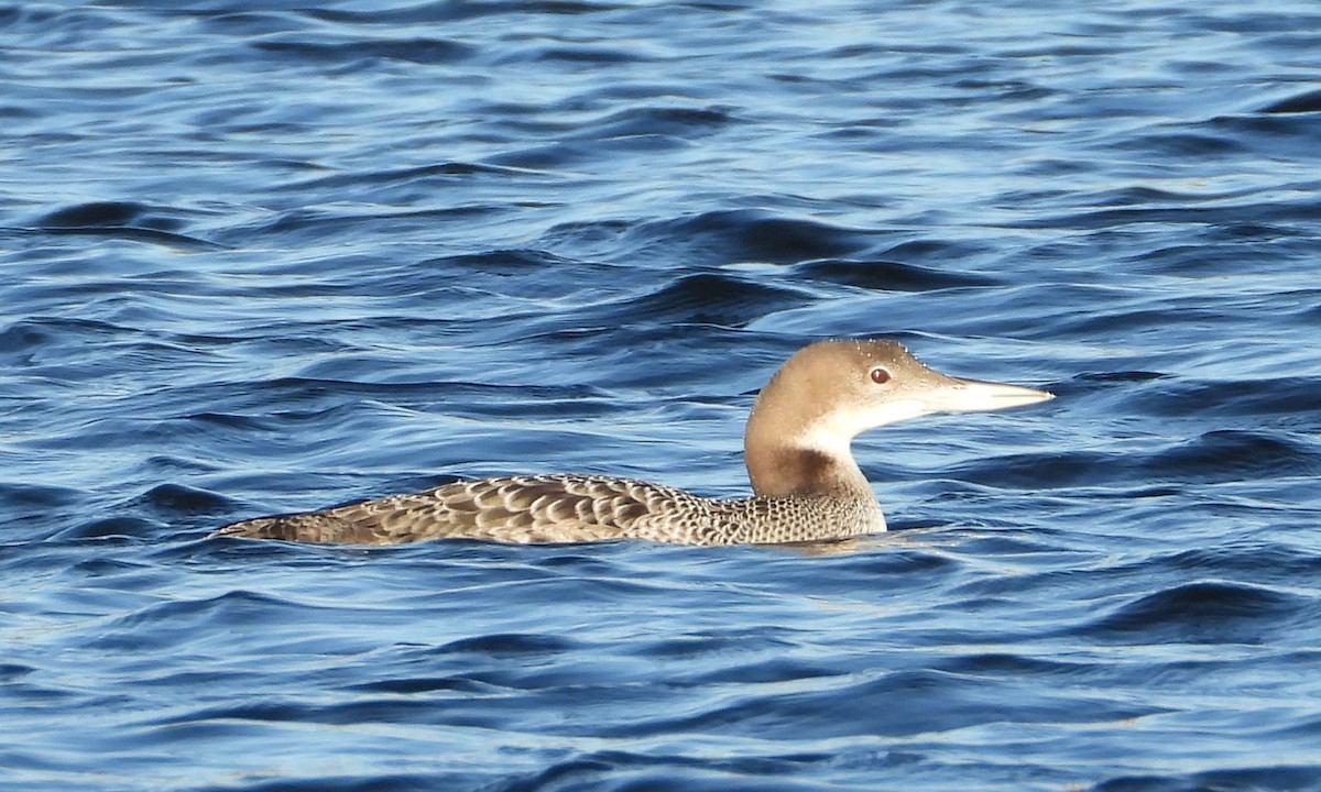 Common Loon - ML647056780