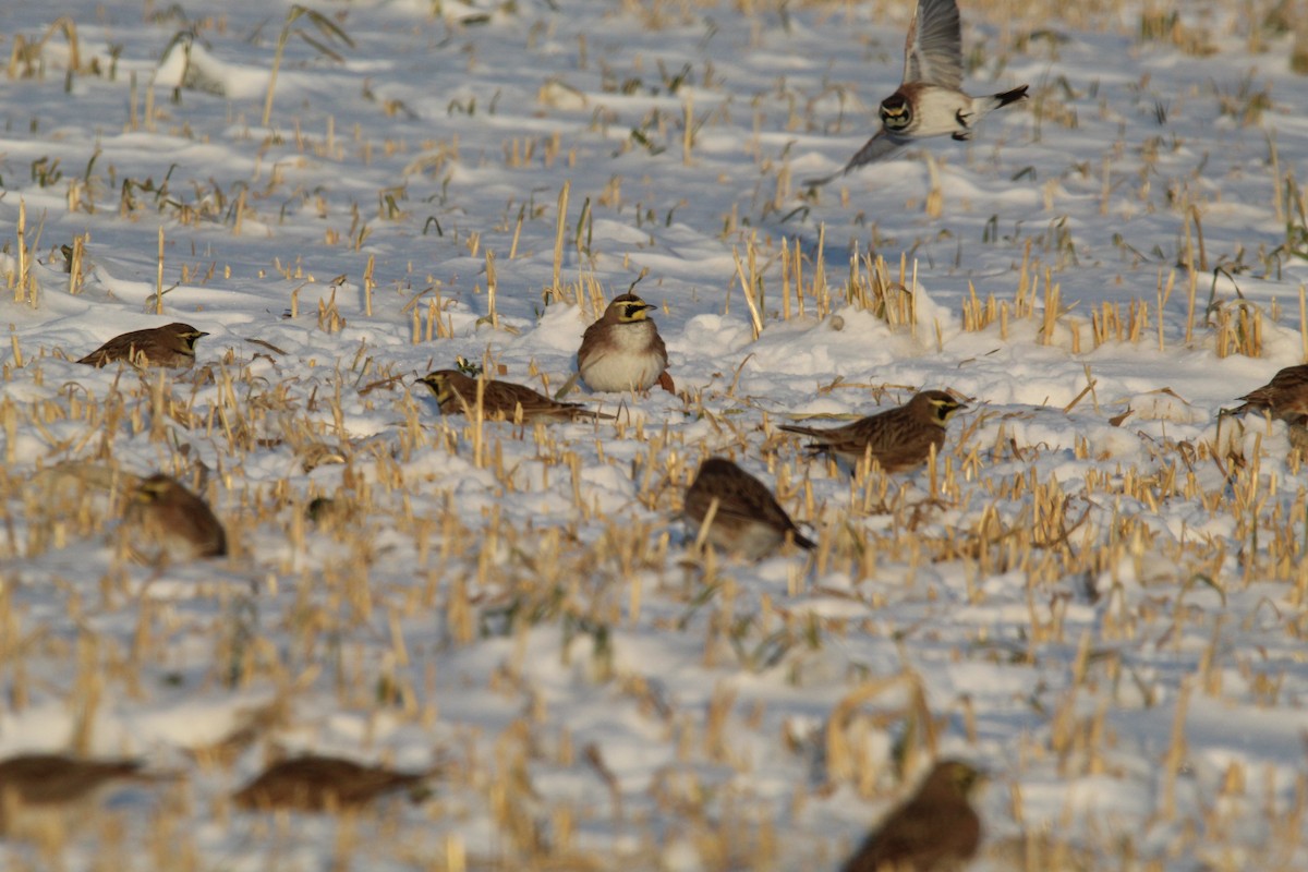 Жайворонок рогатий - ML647056781