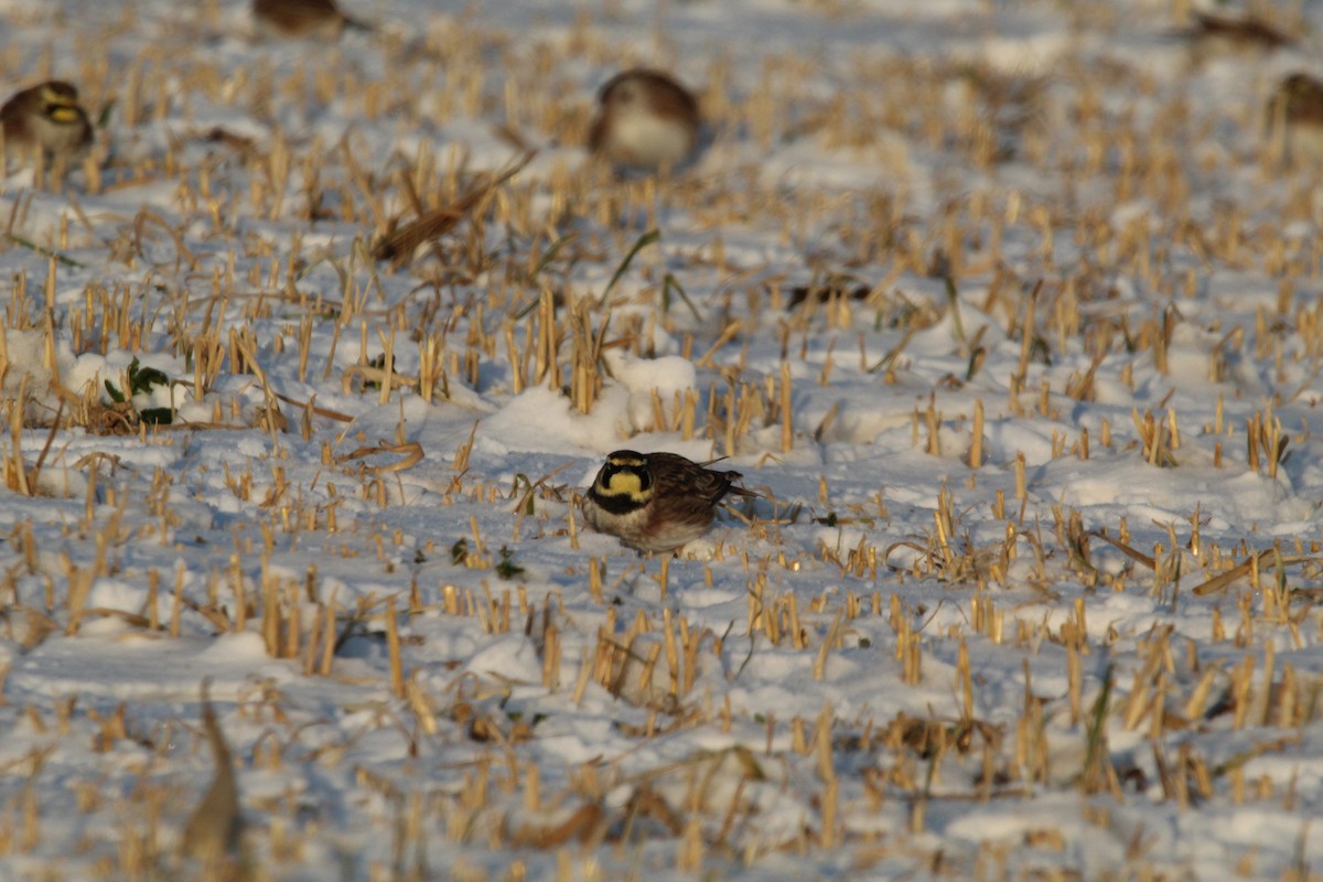 Жайворонок рогатий - ML647056782