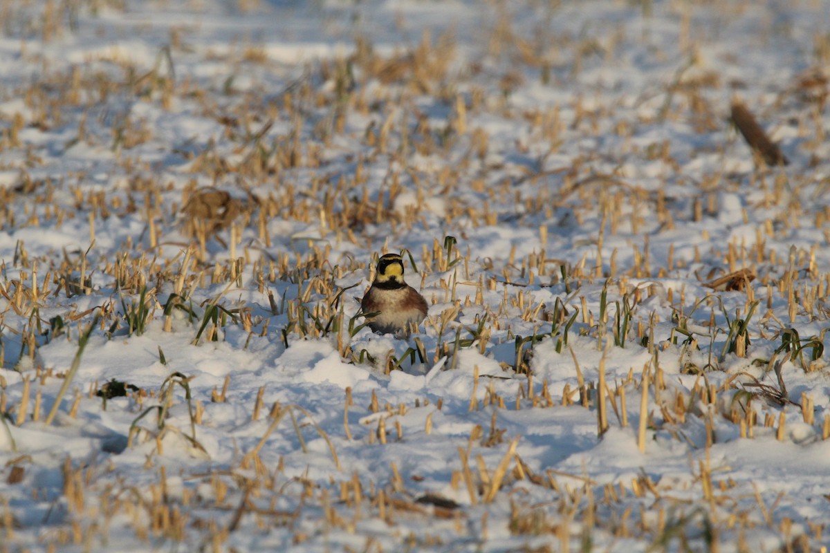 Жайворонок рогатий - ML647056783