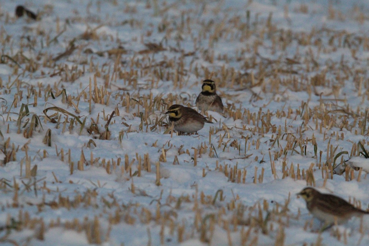 Жайворонок рогатий - ML647056784