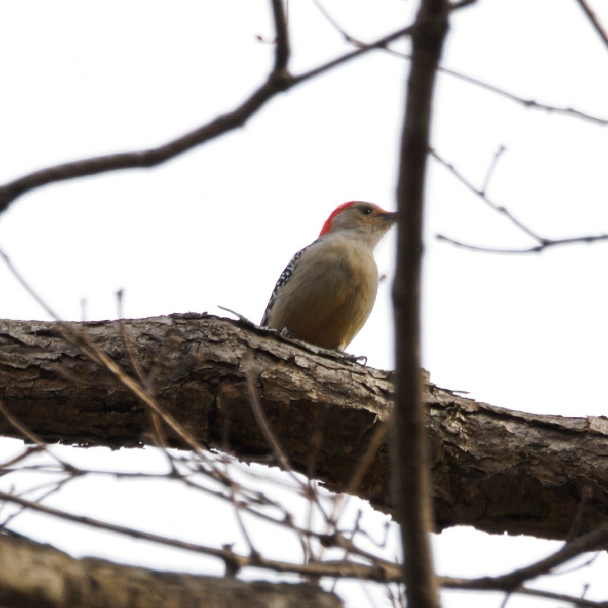 シマセゲラ - ML647056791